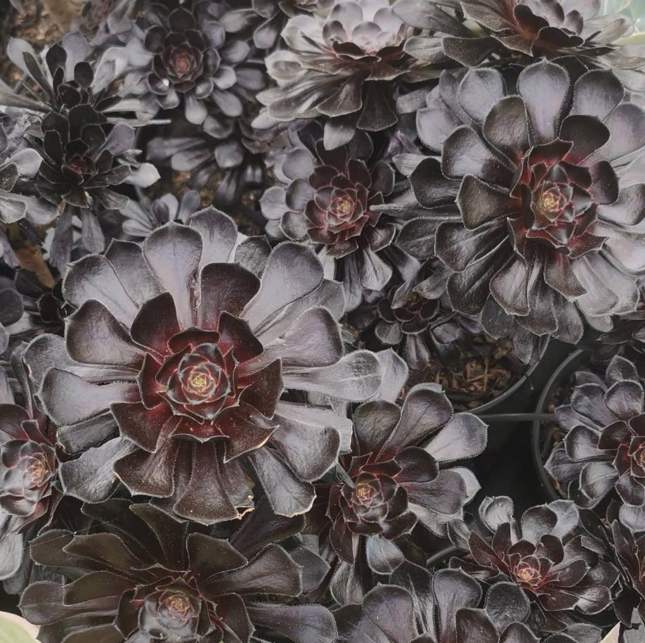 All products Page 80 Greenland Garden