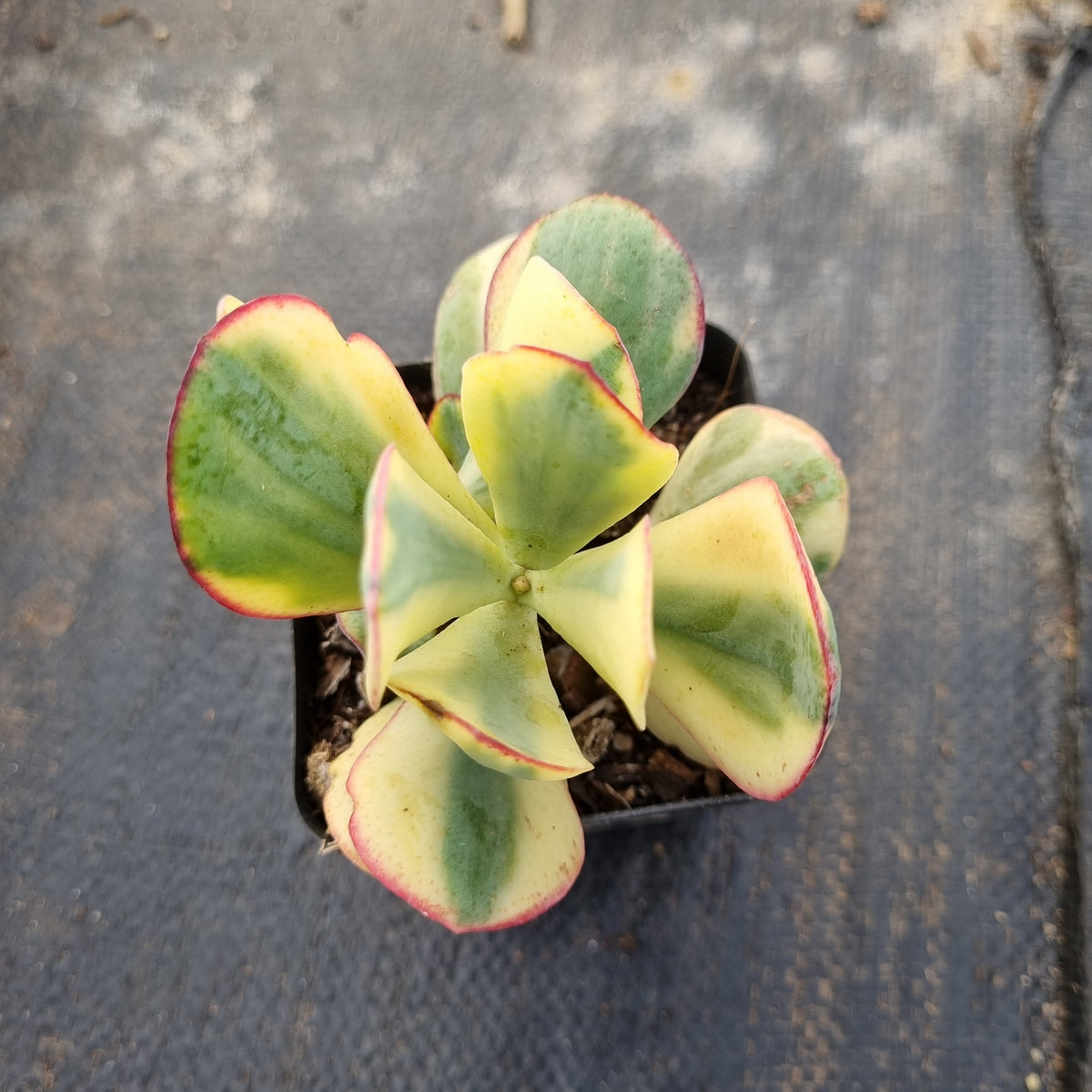 crassula arborescens blue bird variegata Crassula arborescens Blue Bird variegata