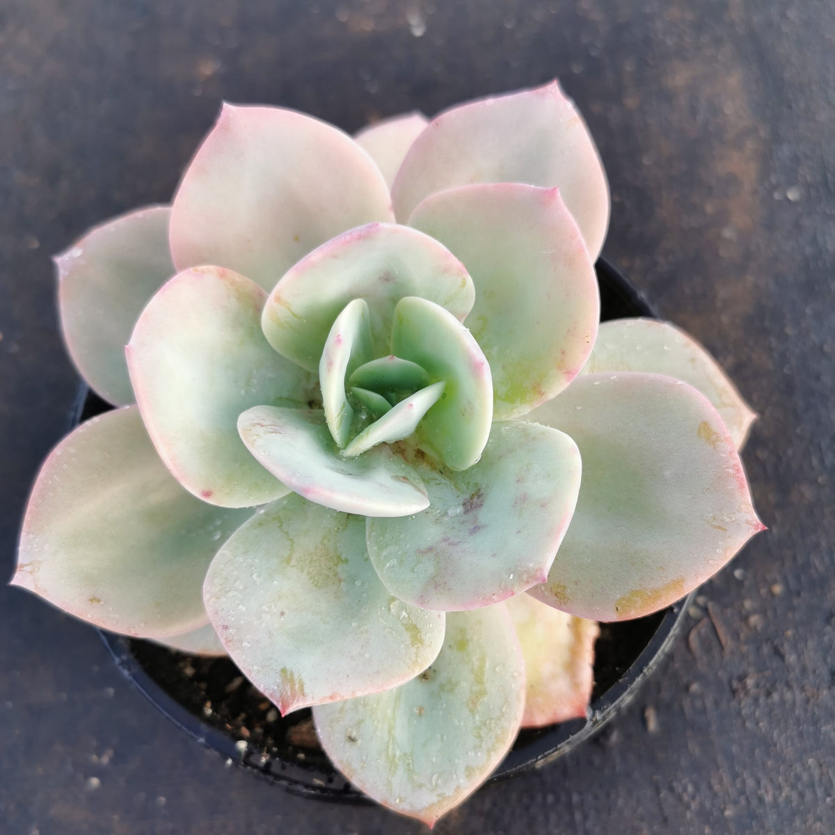 15cm pot Echeveria Hakuhou 白凤15cm 盆