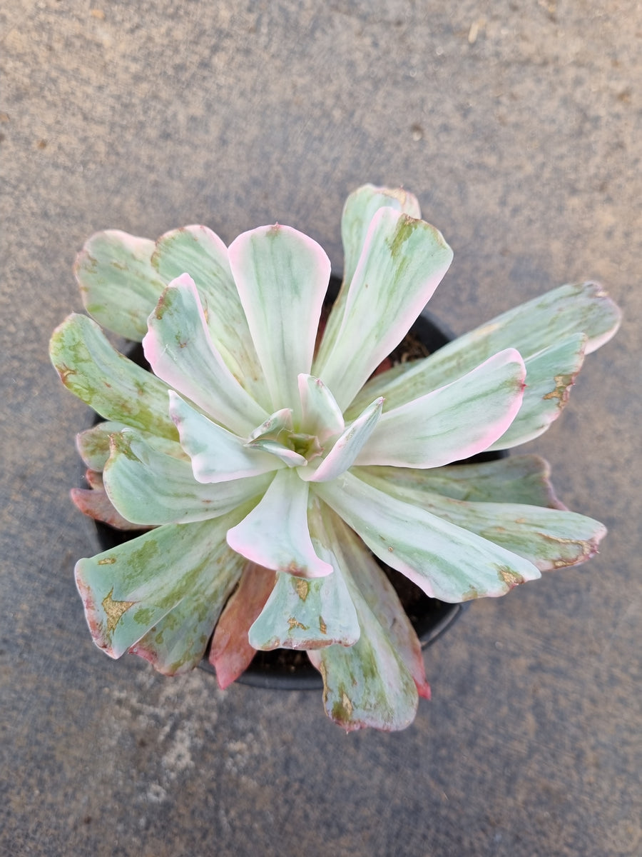 11cm pot Echeveria Hoveyi 花车锦 (variegated) – Greenland Garden