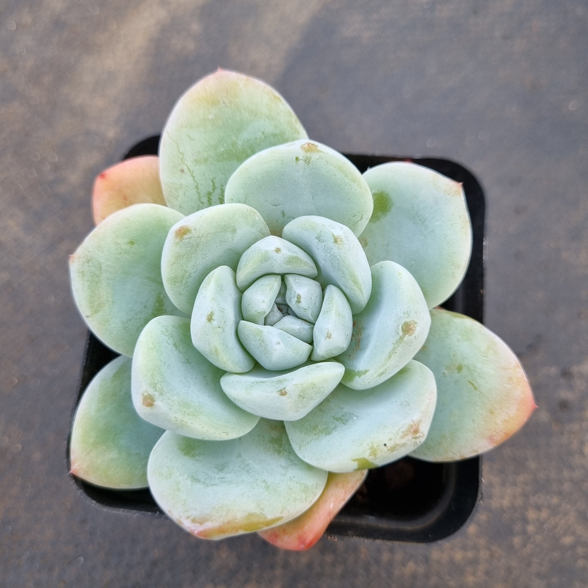 ice green succulent Echeveria Ice Green 冰玉 – Greenland Garden
