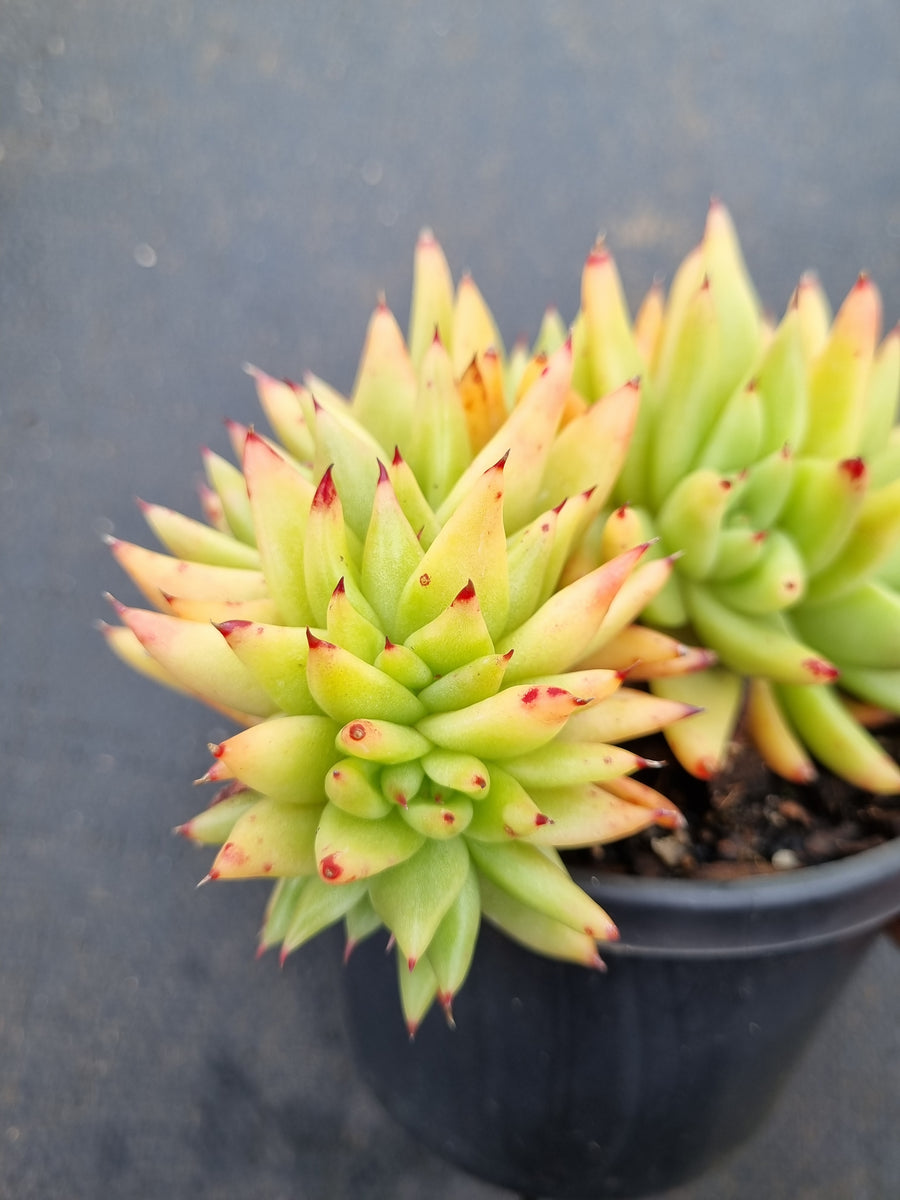 Hana＊ 多肉植物 Echeveria Agavoides yellowChristmas エケベリア