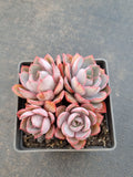 Echeveria Hera 赫拉