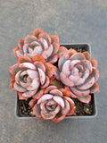 Echeveria Hera 赫拉