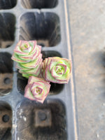 Crassula Perforata three cuttings  星乙女3个砍枝