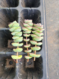 Crassula Perforata three cuttings  星乙女3个砍枝