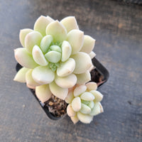 Sedeveria Pudgy 澳洲香草