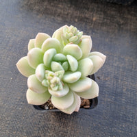 Sedeveria Pudgy 澳洲香草