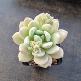 Sedeveria Pudgy 澳洲香草