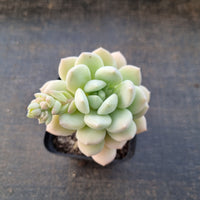 Sedeveria Pudgy 澳洲香草