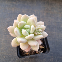 Sedeveria Pudgy 澳洲香草