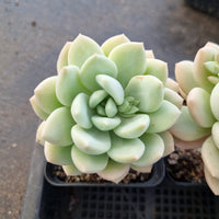 Sedeveria Pudgy 澳洲香草