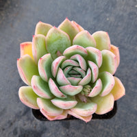 Echeveria sp. (water lotus) 水莲