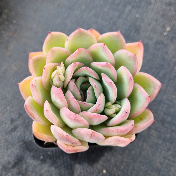 Echeveria sp. (water lotus) 水莲