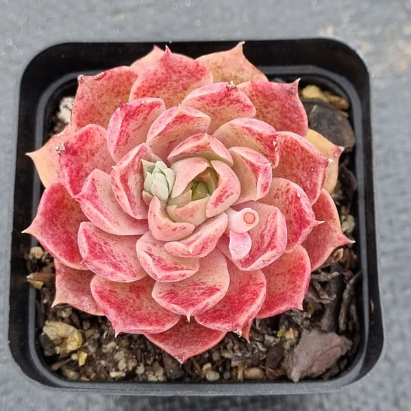 Echeveria 'Mohican' 莫西干人