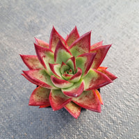 GLGhybrid Echeveria Brandtii x agavoides Romeo Rubin 布罗7cm盆内