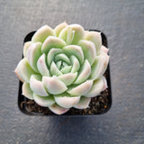 Echeveria 'Cream Rose' 奶油玫瑰