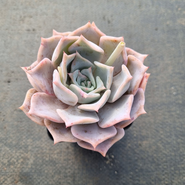 Echeveria Lucila 露西娜