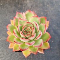 GLGhybrid Echeveria pulidonis hybrid 花月夜杂