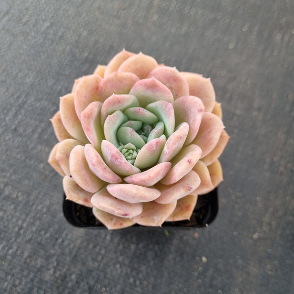 Echeveria sp 冰雪