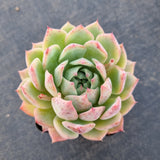 Echeveria Elation