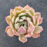 Echeveria Elation