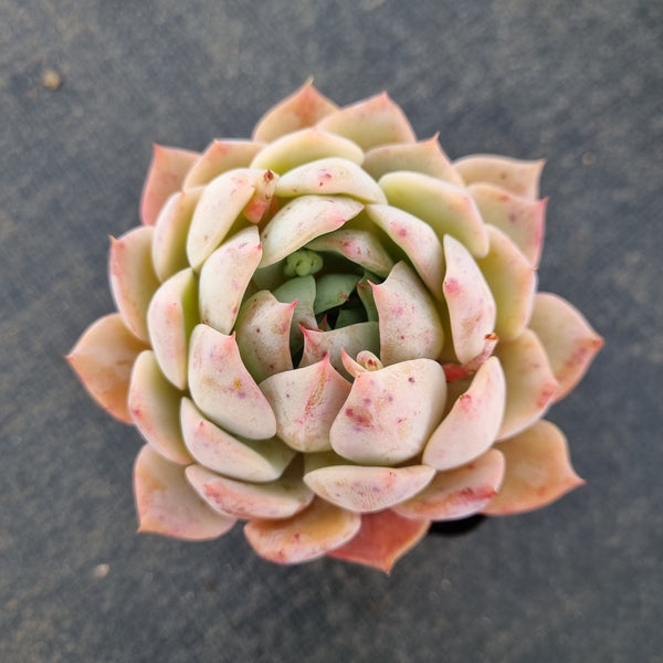 Echeveria Elation