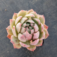 Echeveria Elation