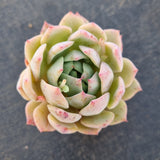 Echeveria Elation