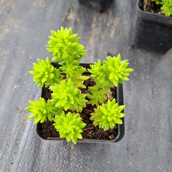 Sedum 'Spiral Staircase' 白花小松