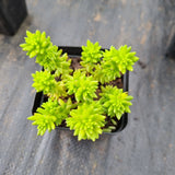 Sedum 'Spiral Staircase' 白花小松