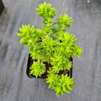 Sedum 'Spiral Staircase' 白花小松