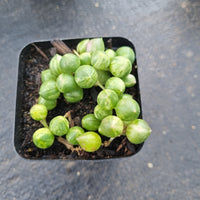 Senecio 'Angel's Tears'