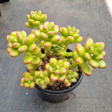 11cm pot Sedum lucidum Obesum cluster 丸叶松绿群