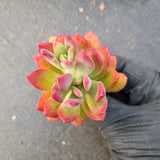 Echeveria Minibelle cutting  红稚莲砍枝