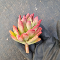 Echeveria Minibelle cutting  红稚莲砍枝