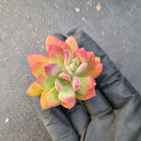 Echeveria Minibelle cutting  红稚莲砍枝