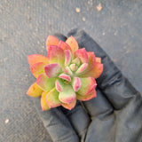 Echeveria Minibelle cutting  红稚莲砍枝