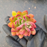 Echeveria Minibelle cutting  红稚莲砍枝