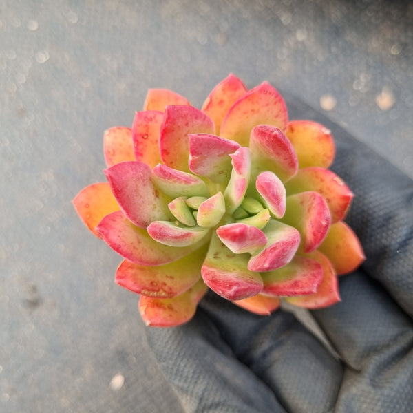 Echeveria Minibelle cutting  红稚莲砍枝