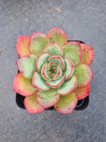 GLGhybrid Echeveria sp  红荷香