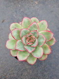 GLGhybrid Echeveria sp  红荷香