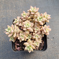 Sedeveria Pink Granite 粉色大理石