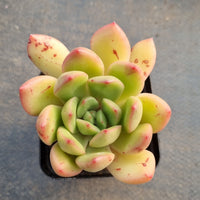 GLGhybrid X Pachyveria 'Elain' hybrid香水杂