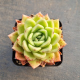 GLGhybrid - Echeveria Gilva hybrid 玉杯杂7cm盆随机发