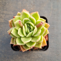 GLGhybrid - Echeveria Gilva hybrid 玉杯杂7cm盆随机发