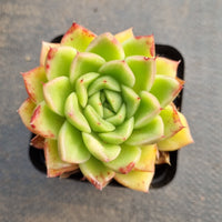 GLGhybrid - Echeveria Gilva hybrid 玉杯杂7cm盆随机发