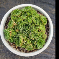 11cm pot Rosularia Platyphylla 小野玫瑰11cm盆