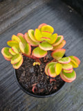 11cm pot Crassula ovata 'Jade Plant' 玉树11cm盆
