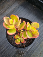 11cm pot Crassula ovata 'Jade Plant' 玉树11cm盆